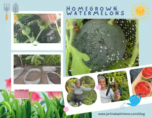 Collage of images showcasing the growth and harvest of homegrown watermelons. The top left image features small watermelon buds, while the top right displays a nearly ripe watermelon on the vine. The center image shows raised garden beds prepared for planting. The bottom left corner highlights a gardener smiling and holding gardening tools, and the bottom right corner features freshly cut watermelon slices. 